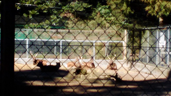 Deer in Kashima